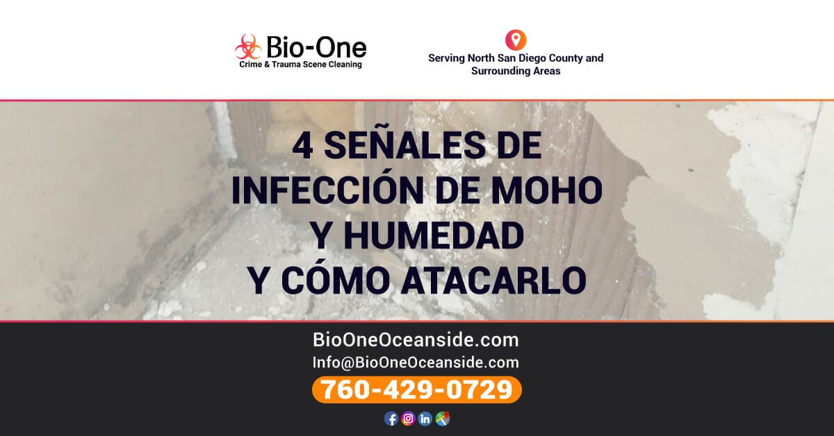 4 Señales de Infección de Moho y Humedad y Cómo Atacarlo - Bio-One of Oceanside