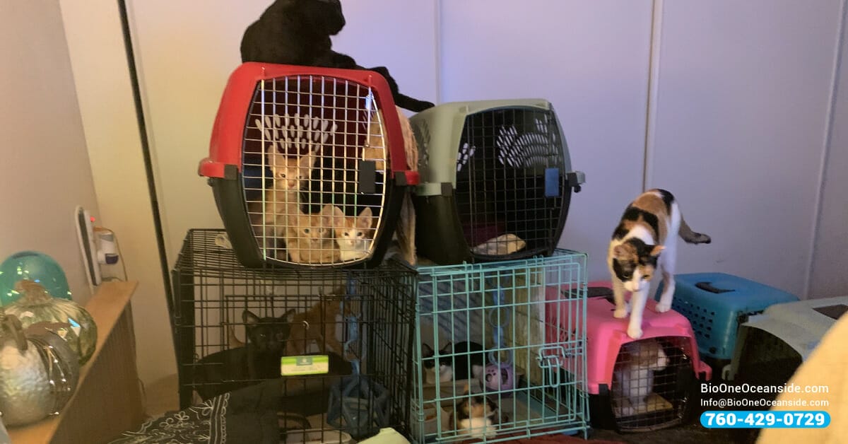 Caged animals in animal hoarding scenario.