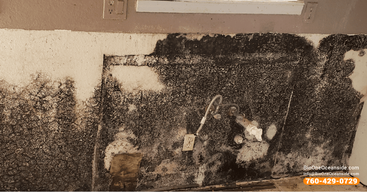 Bio-One of Oceanside is a Micro-certified Mold Remediation Contractor!
