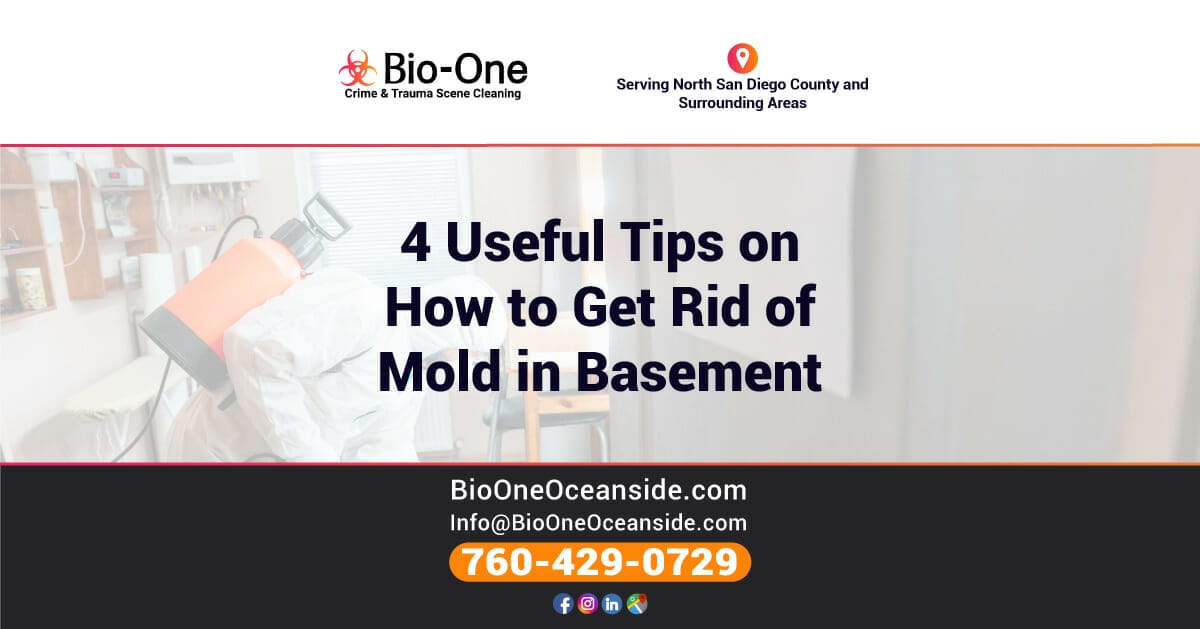 4 Useful Tips on How to Get Rid of Mold in Basement