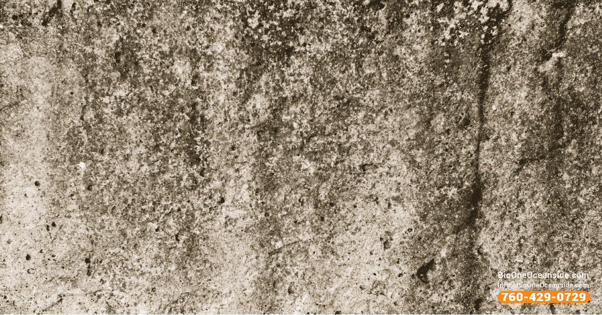 Bio-One's mold and water remediation technicians can help you tackle any mold situation in your home or business.