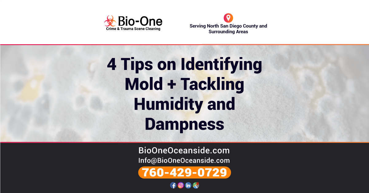 4 Tips on Identifying Mold + Tackling Humidity and Dampness