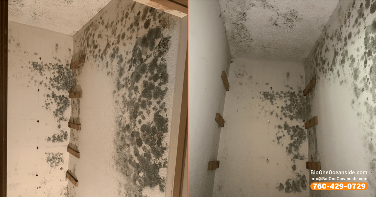 Example of black mold and mold damage - Bio-One of Oceanside.