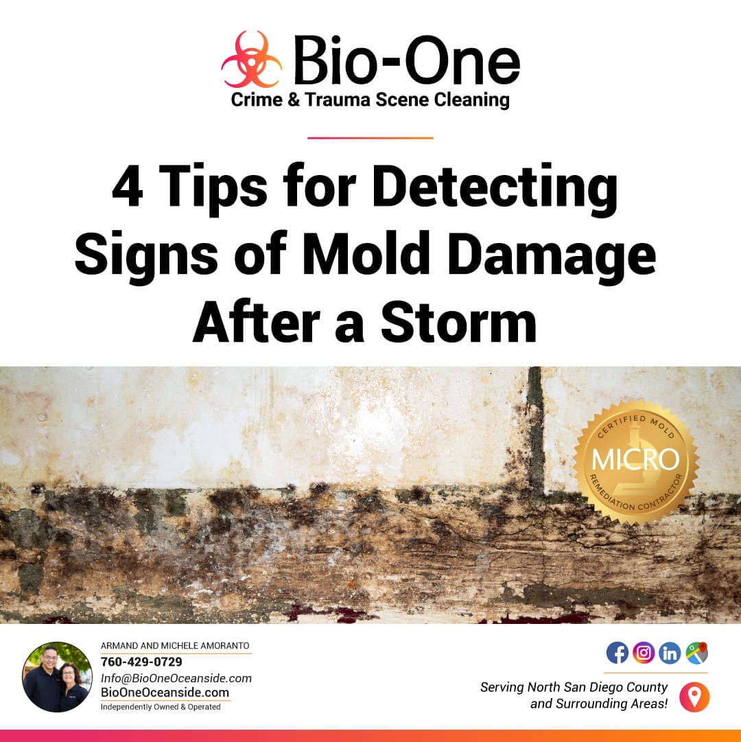 4 Tips for Detecting Signs of Mold Damage After a Storm - Bio-One of Oceanside