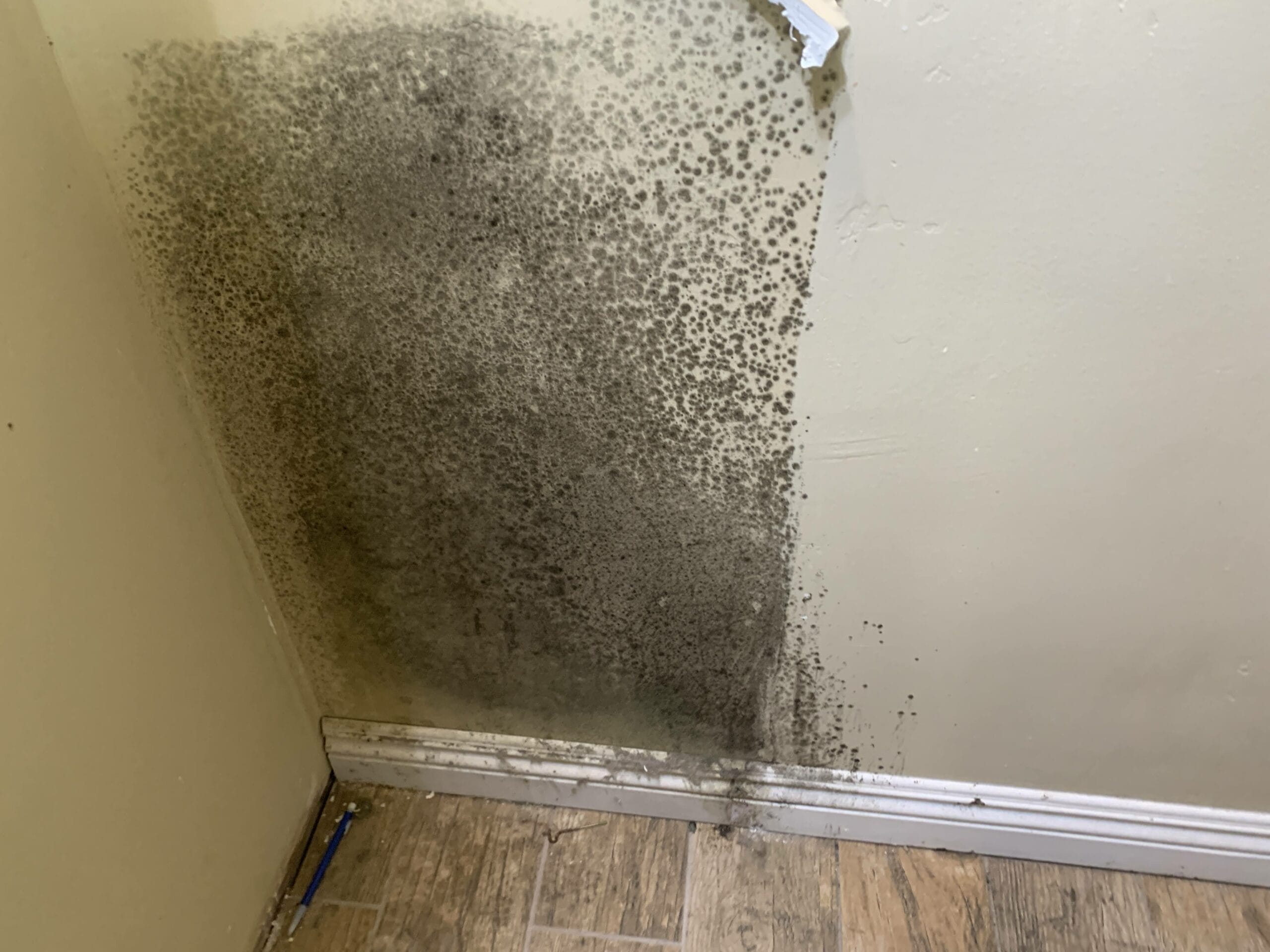Mold damage behind furniture