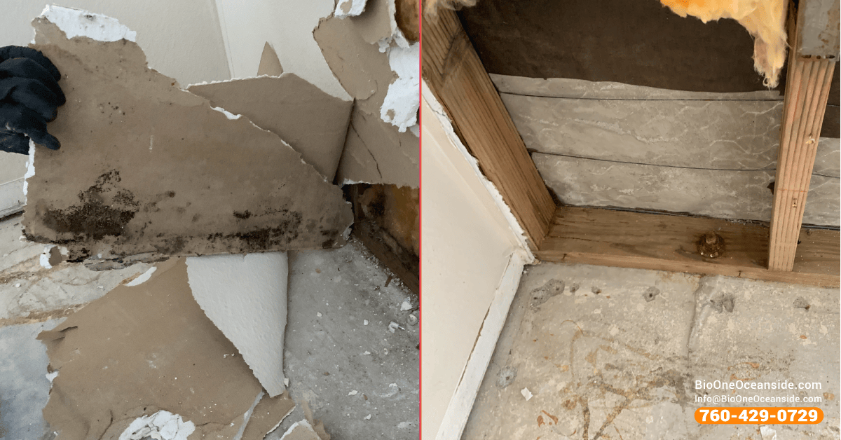 cleaning up mold in the kitchen