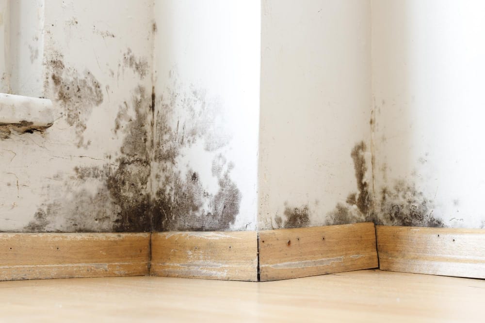 example of mold infestation dangerous