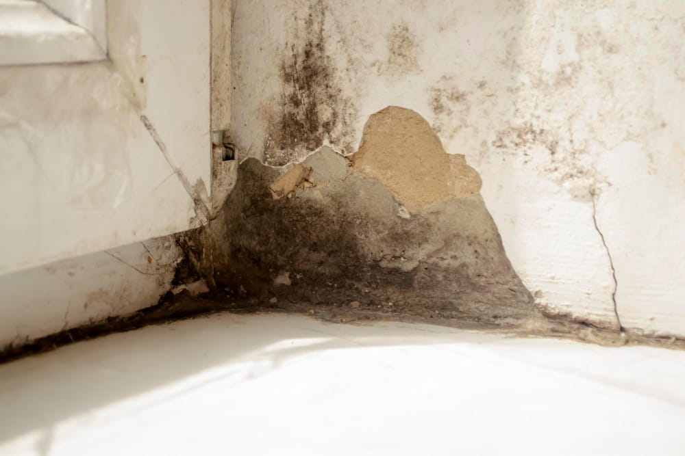 example of mold presence in house