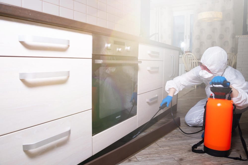 cleaning up after rodents in kitchen